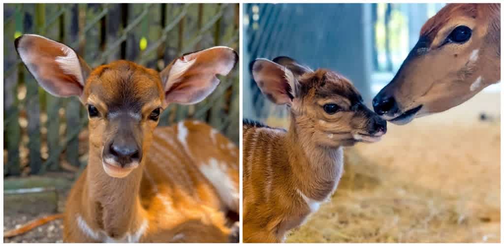 Two young deer with large ears and a small amount of white fur on their chests, one sitting outdoors and another indoors being touched by an adult deer.