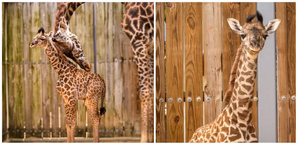 Two baby giraffes and an adult giraffe standing near wooden fences in an enclosure with trees and natural surroundings.