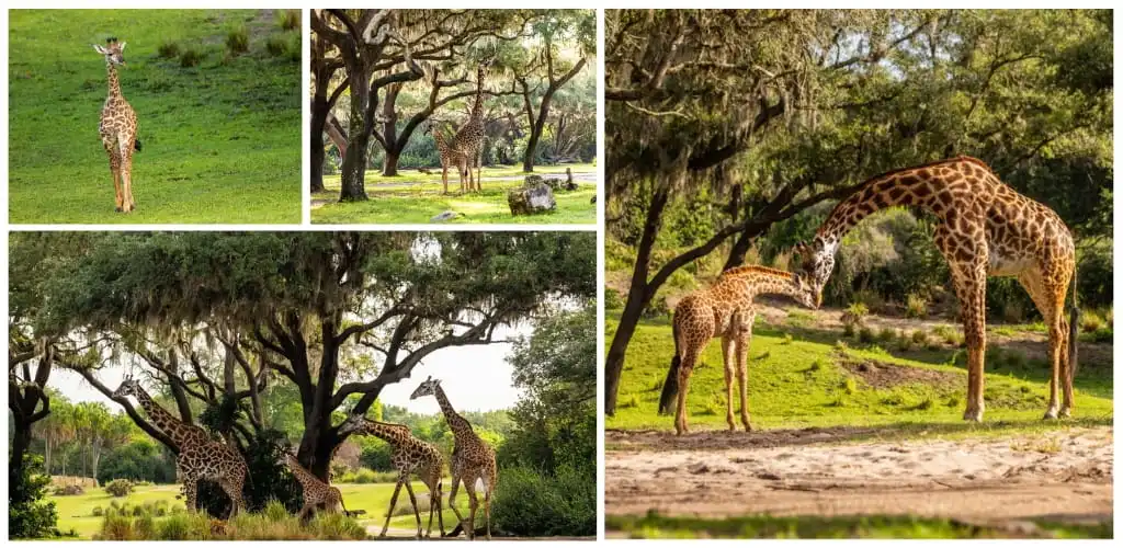 Group of three giraffes in a lush, green savannah with trees and open grasslands.