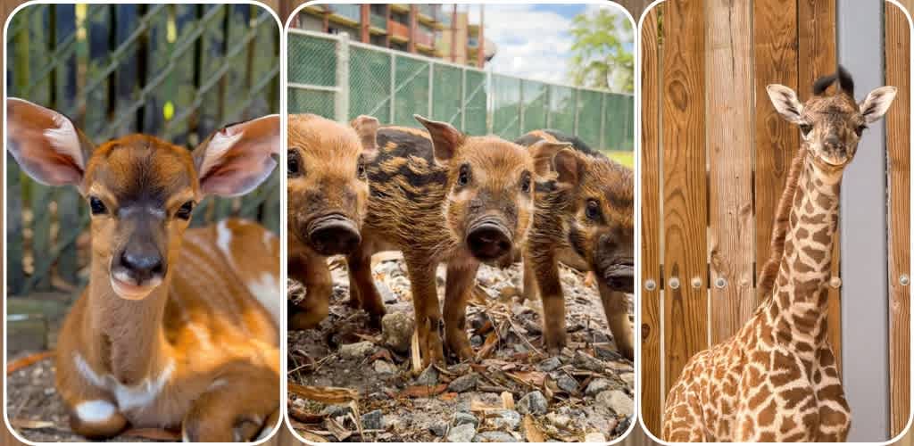 Group of baby deer and wild boars in a zoo enclosure with a wooden giraffe sculpture nearby