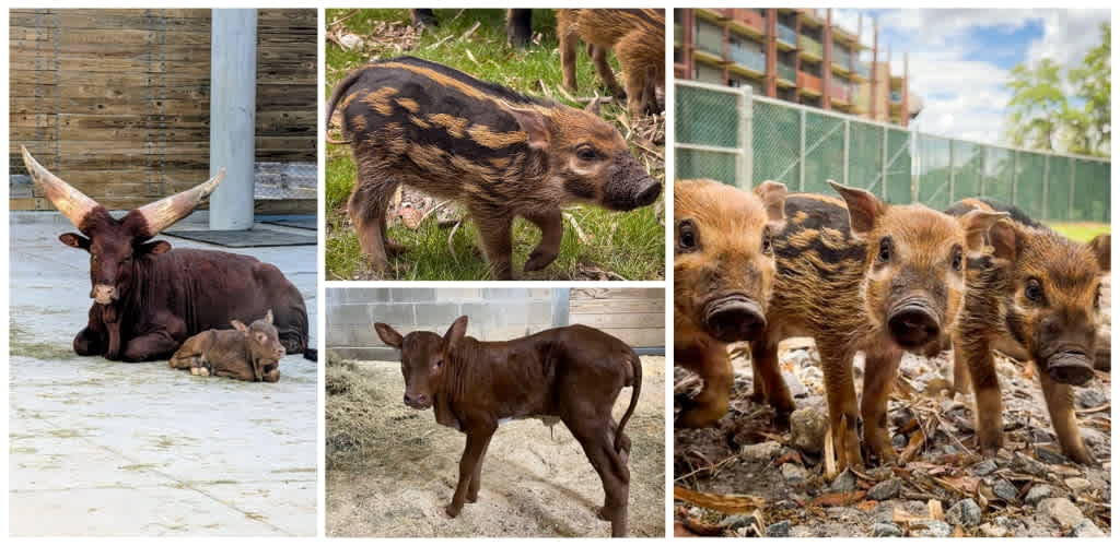 Group of five pigs and a piglet outdoors and a cow with a calf resting on a concrete surface