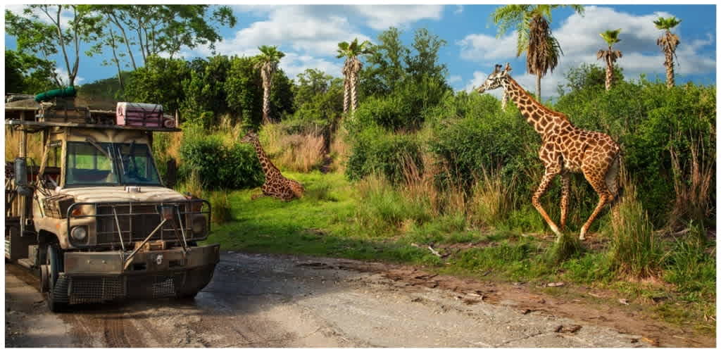 A safari vehicle viewing two giraffes among lush greenery and tall palm trees in a savannah landscape.