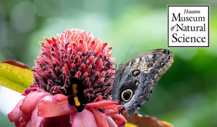 Cockrell Butterfly Center - Texas