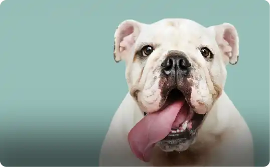 Live Events & Concerts